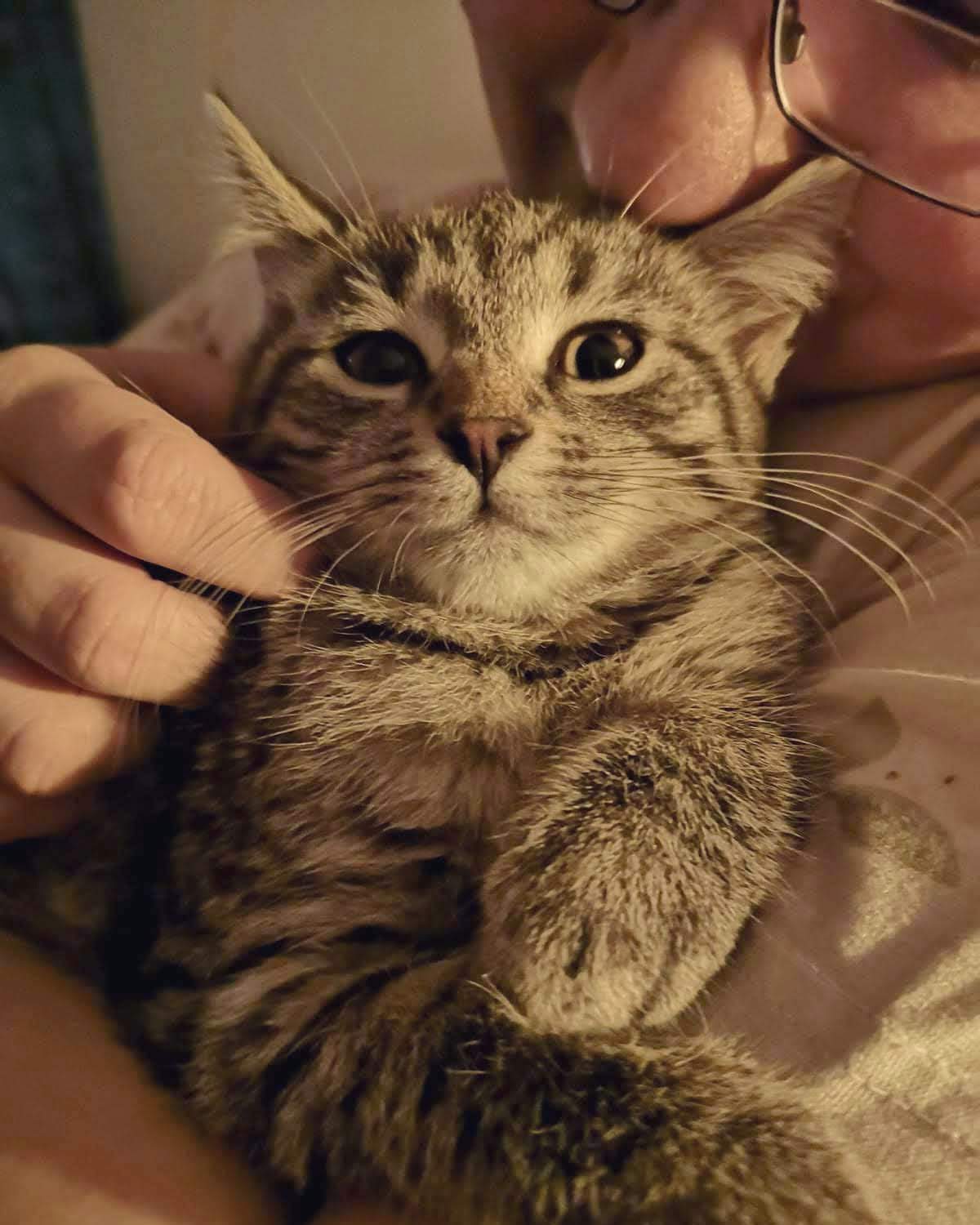 brown tabby kitten